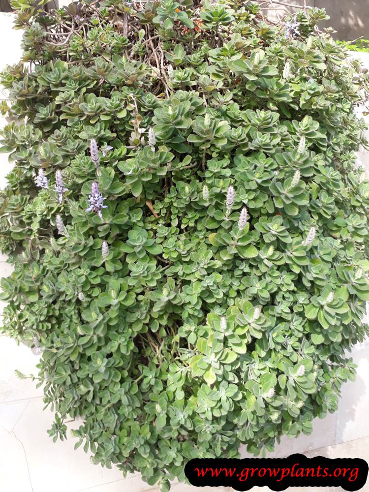 Growing Plectranthus neochilus plant