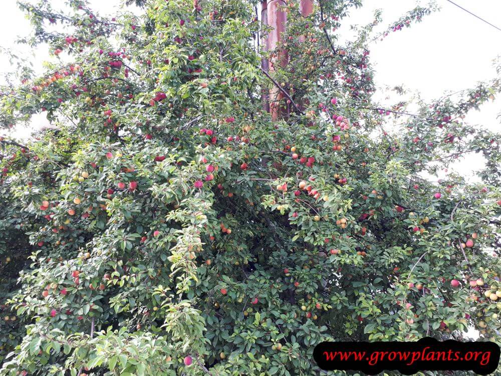 Growing and harvest Plum tree