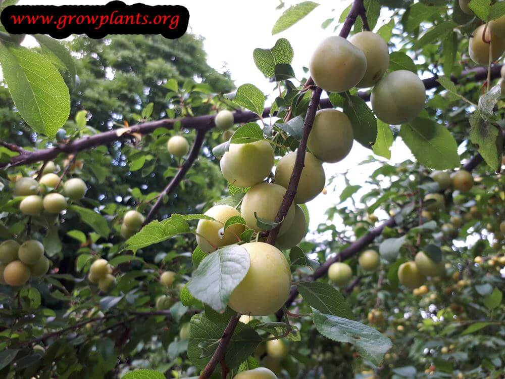 Harvest yellow Plum tree