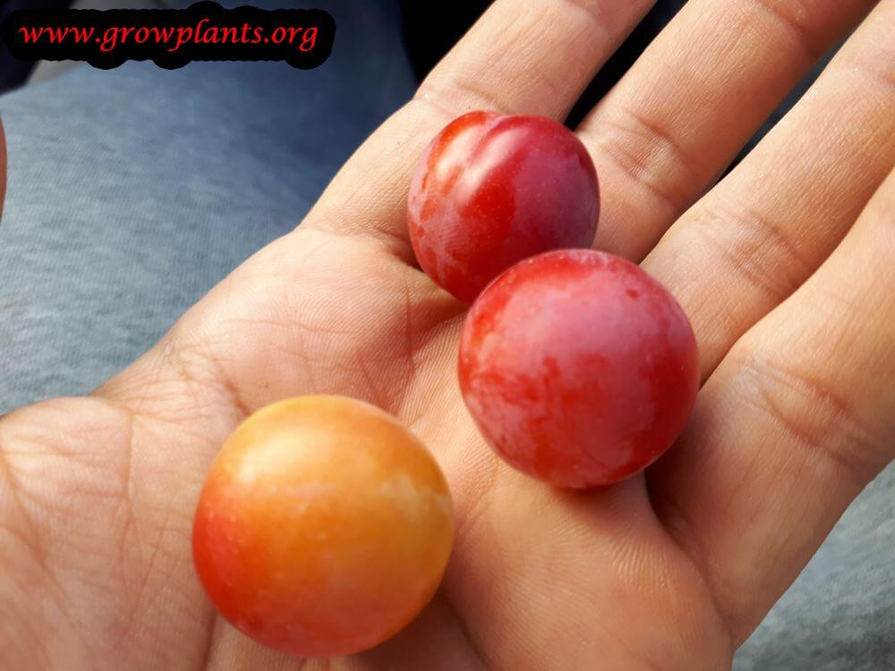 Plum fruits season