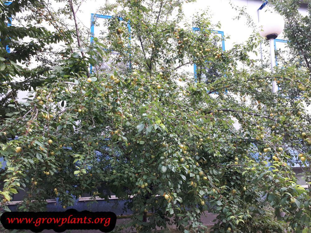 Plum season harvest