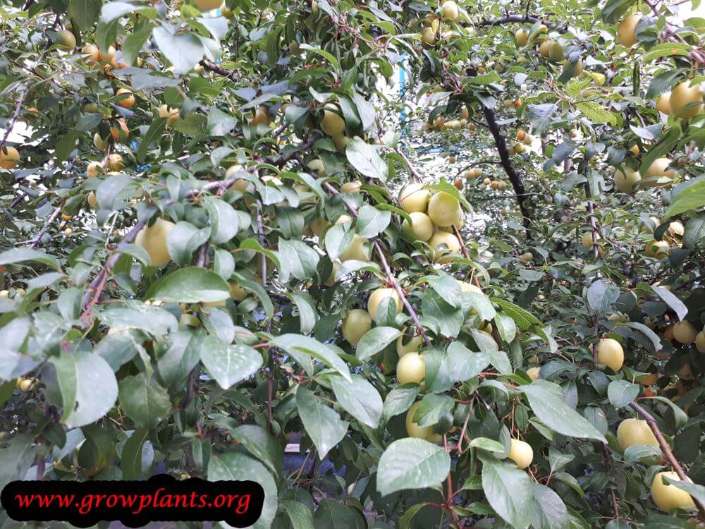 Plum season