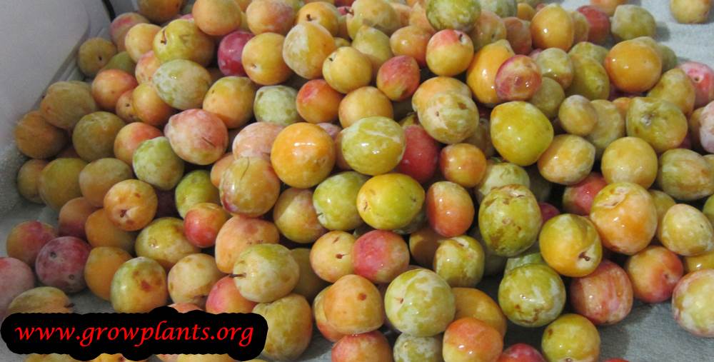 Plum tree harvest yellow