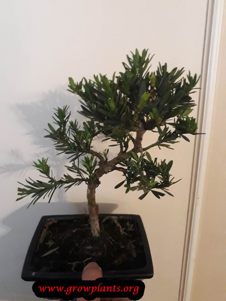 Podocarpus bonsai