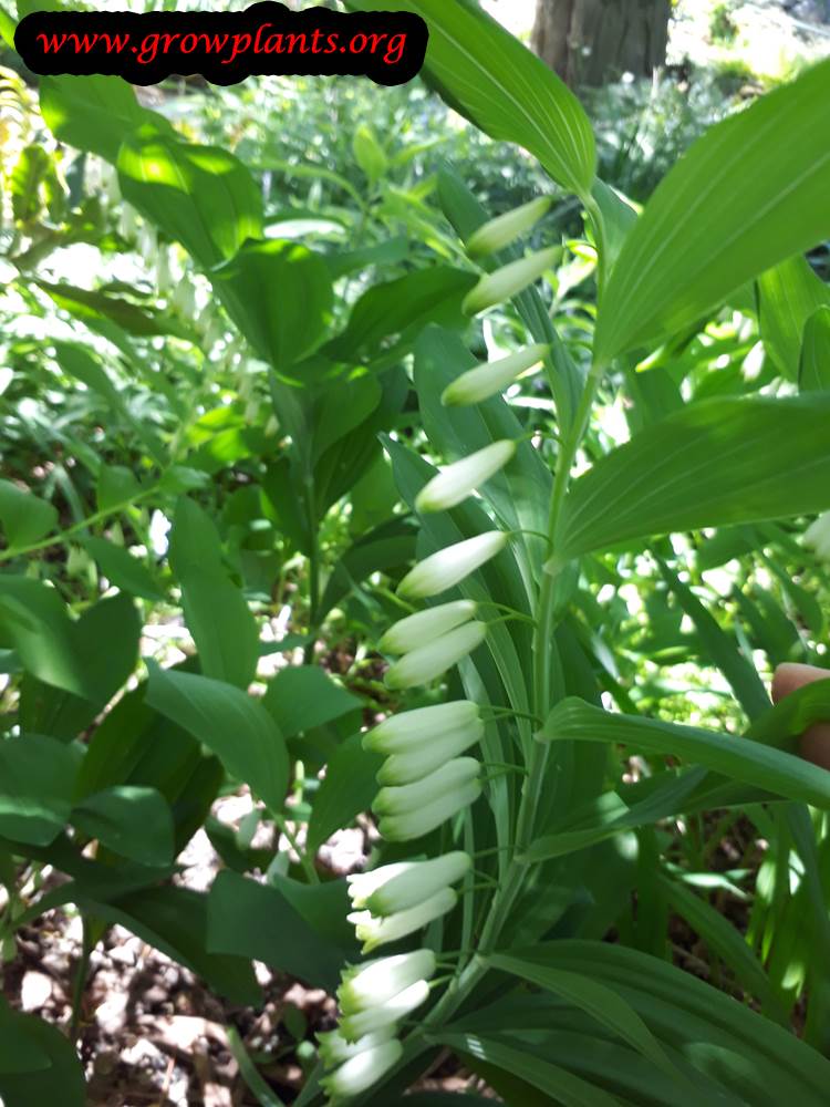 Polygonatum multiflorum