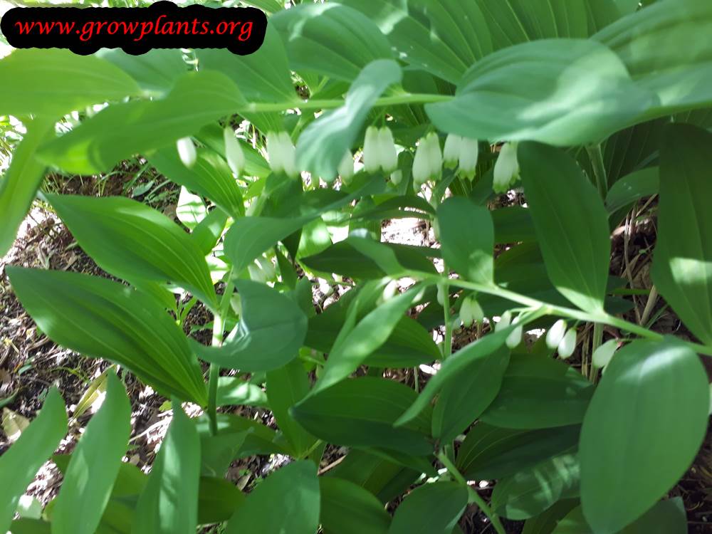 Growing Polygonatum multiflorum