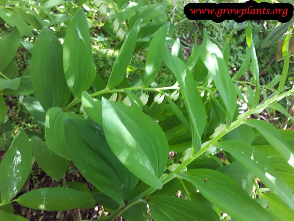 Polygonatum multiflorum plant care