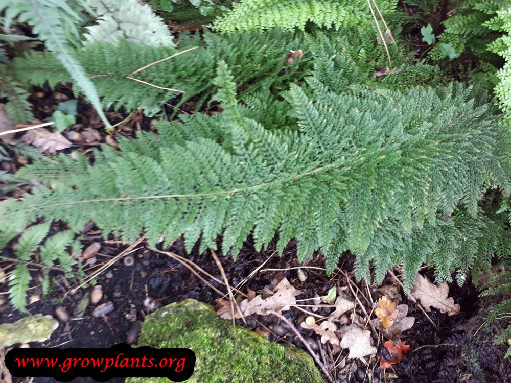 Polystichum setiferum