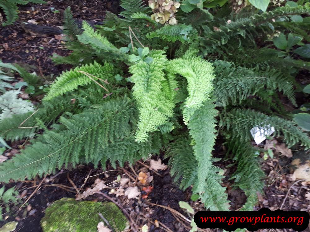 Polystichum setiferum plant care