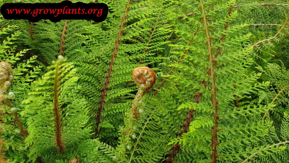 Polystichum setiferum plant
