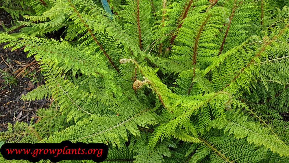 Growing Polystichum setiferum