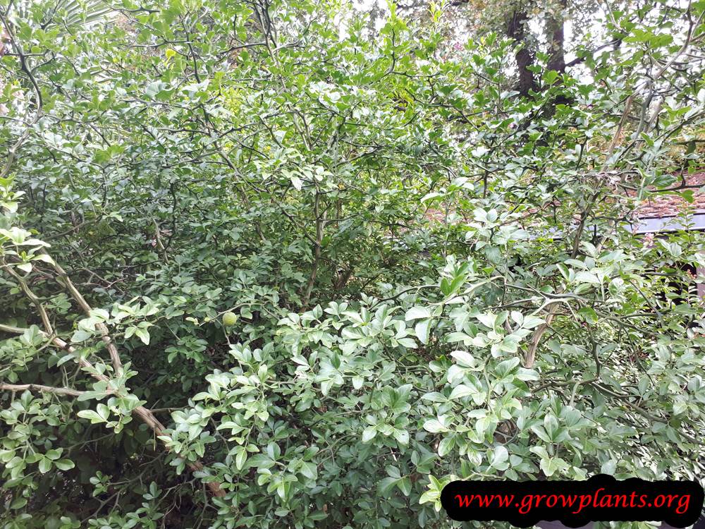 Trifoliate orange