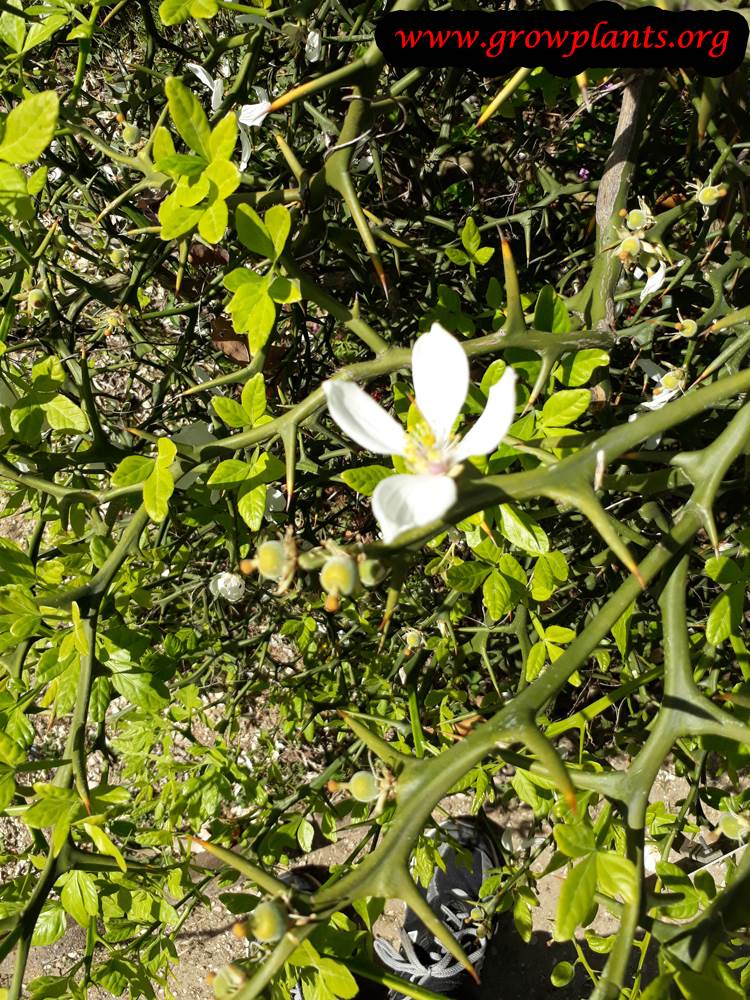 Trifoliate orange flower