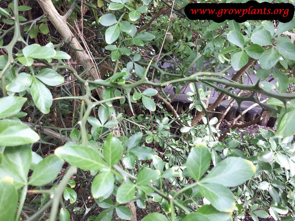 Trifoliate orange flower plant care