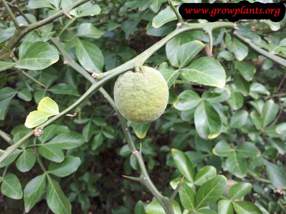 Citrus trifoliata