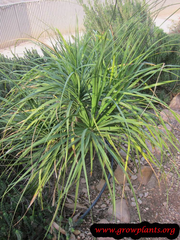 Ponytail palm care