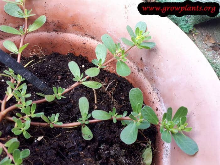 Portulaca oleracea plant care