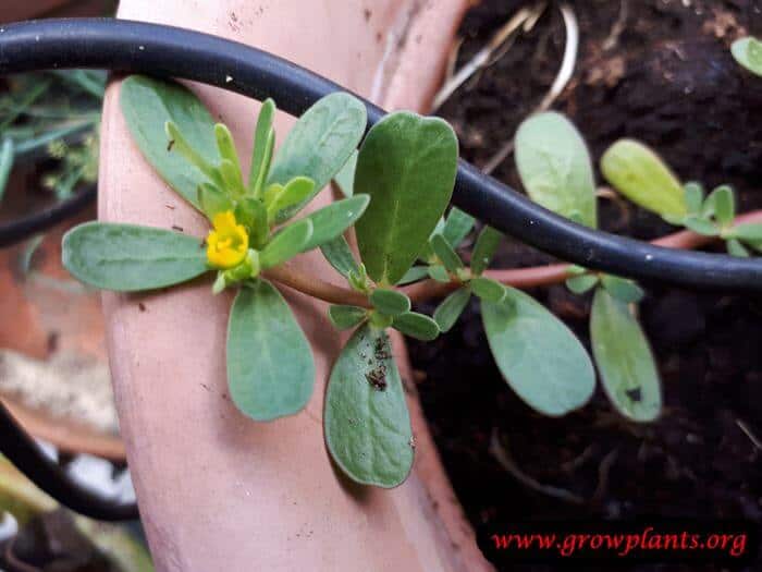 Portulaca oleracea flower