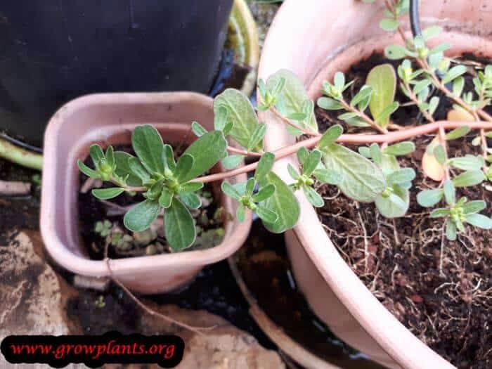 Portulaca oleracea leaves