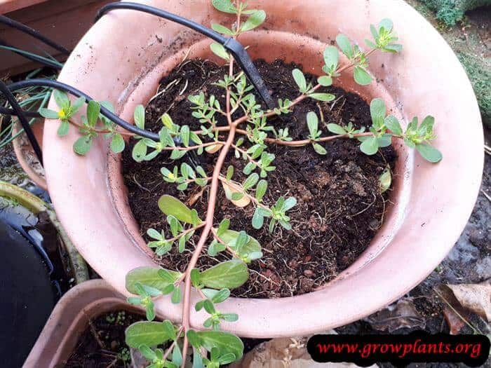 Portulaca oleracea leaves harvesting