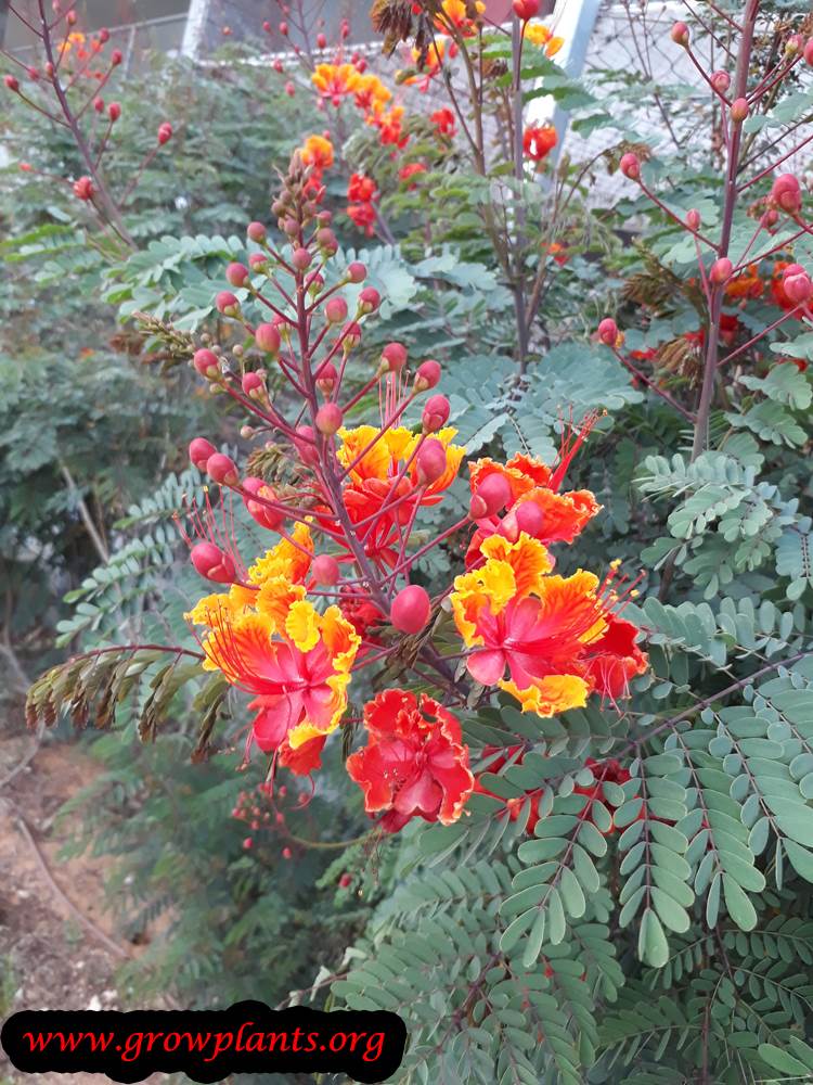 Pride of barbados