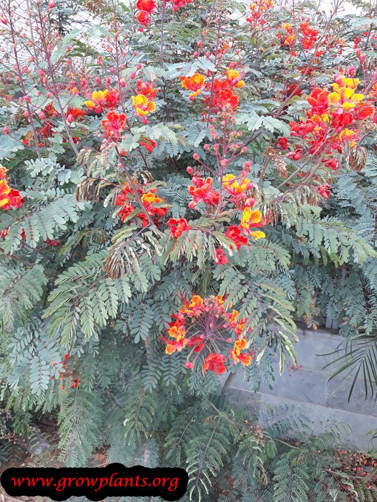Pride of barbados plant care