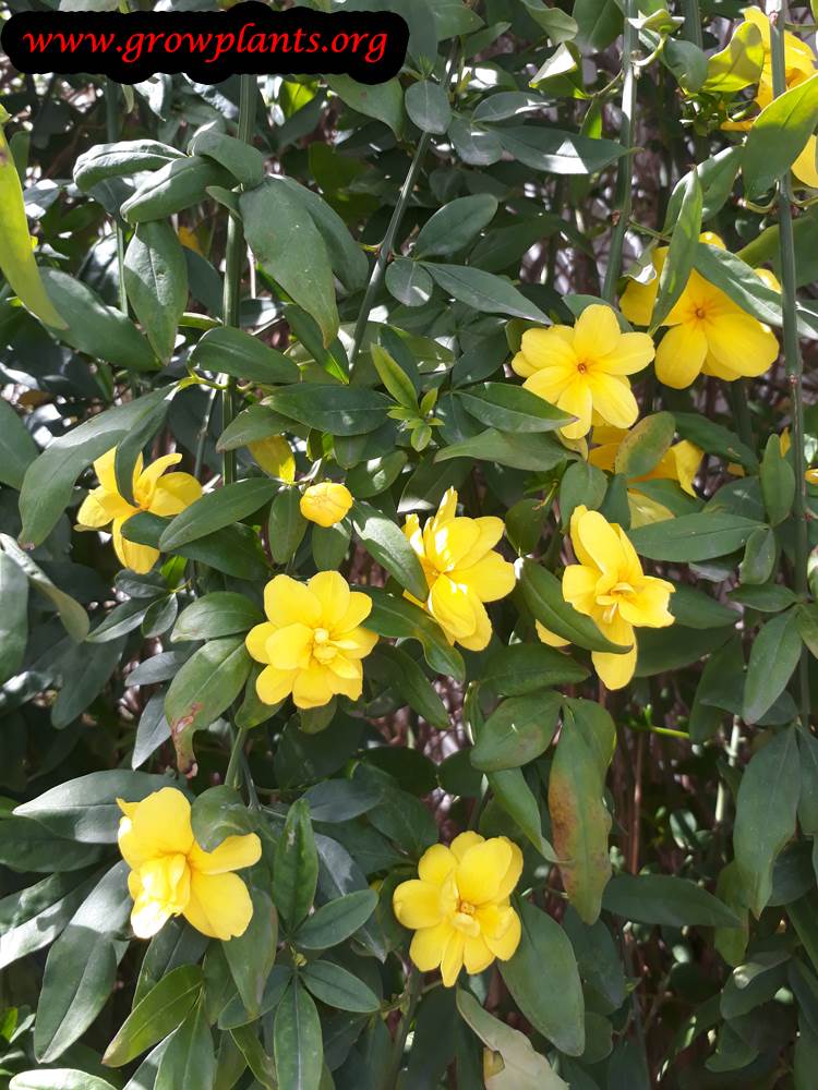 Growing Primrose Jasmine