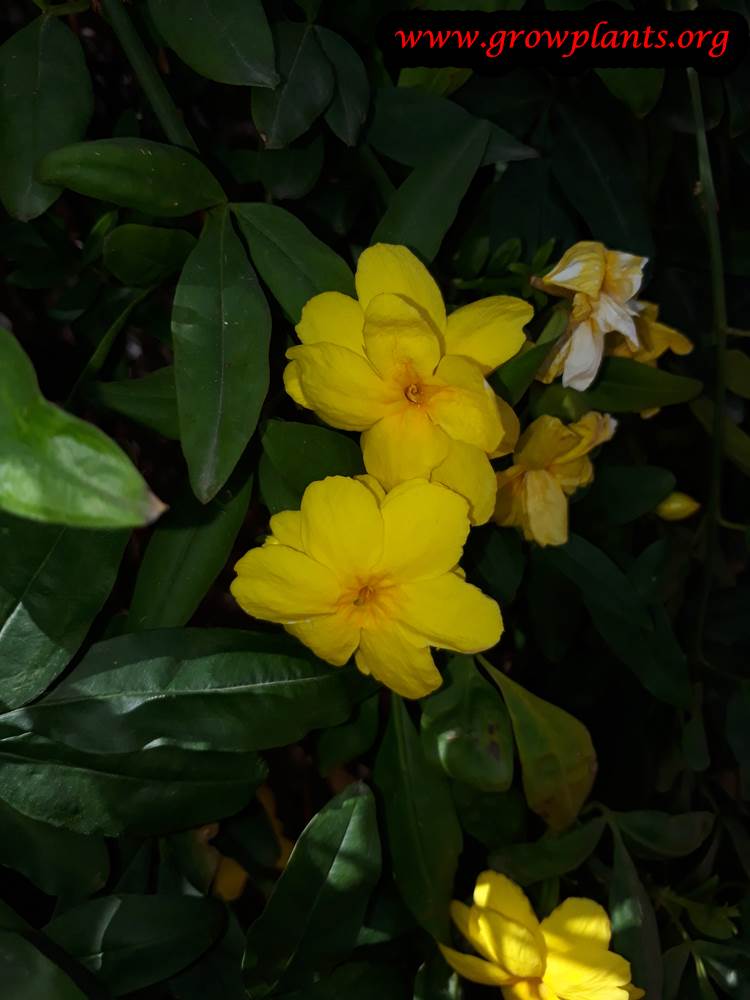 Primrose Jasmine