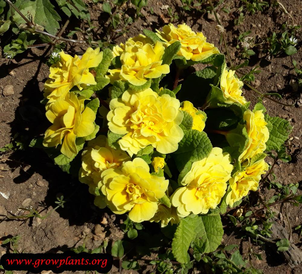 Primula belarina