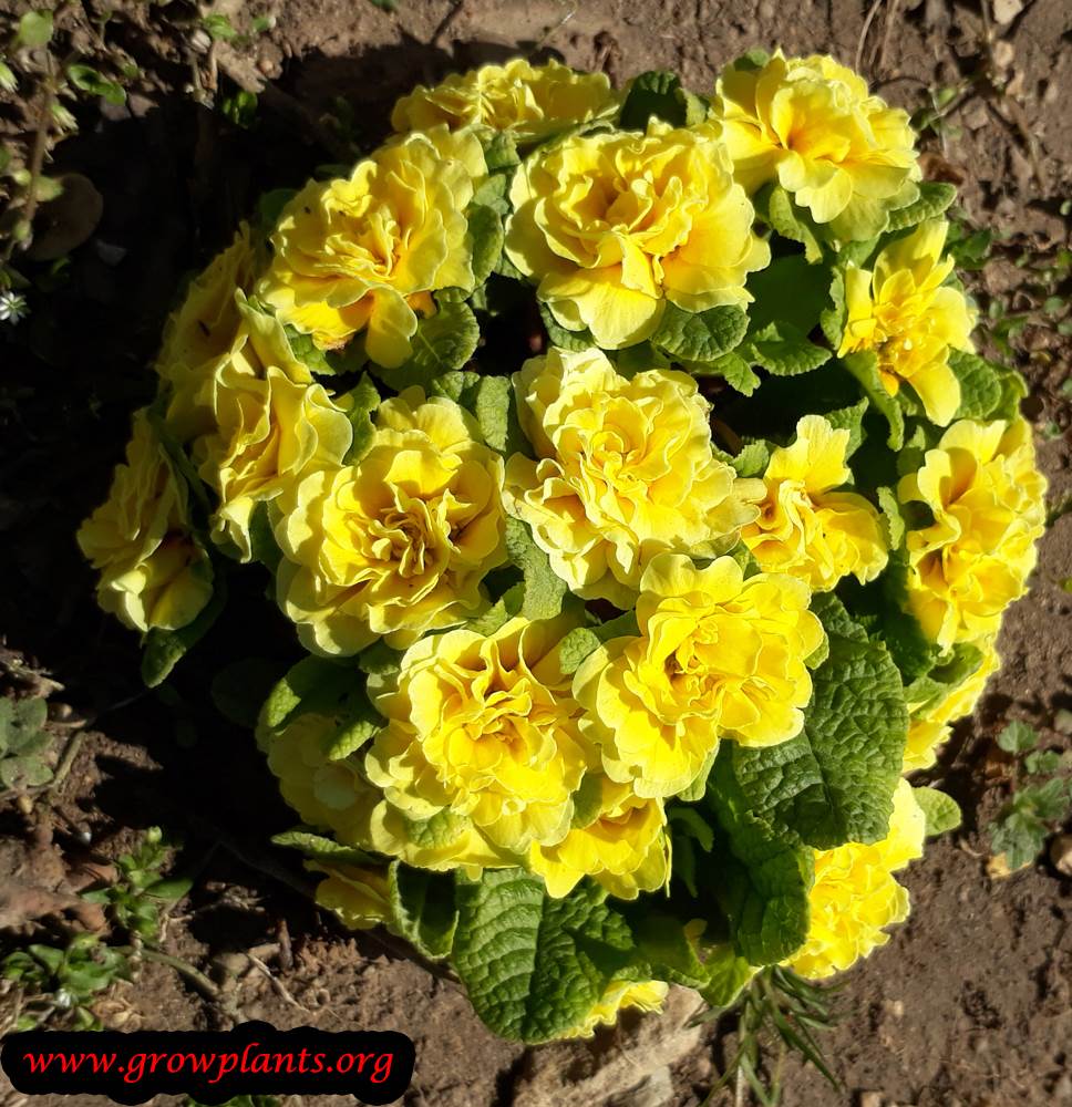 Growing Primula belarina