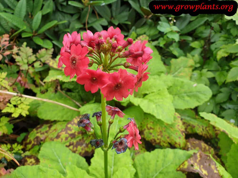 Primula japonica flower