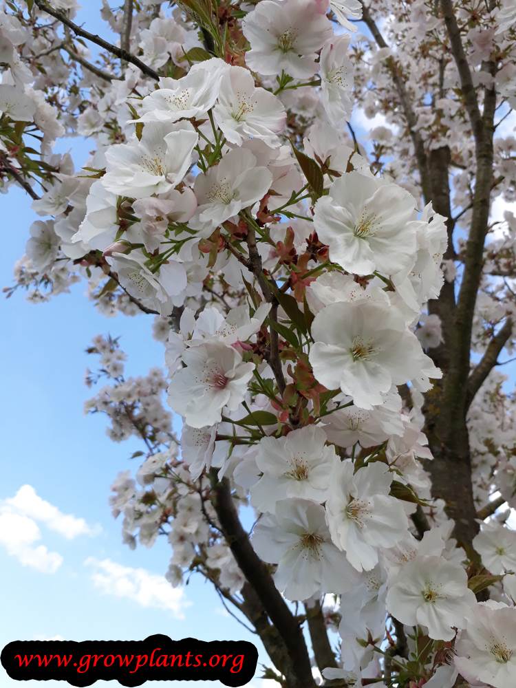 Prunus serrulata amanogawa