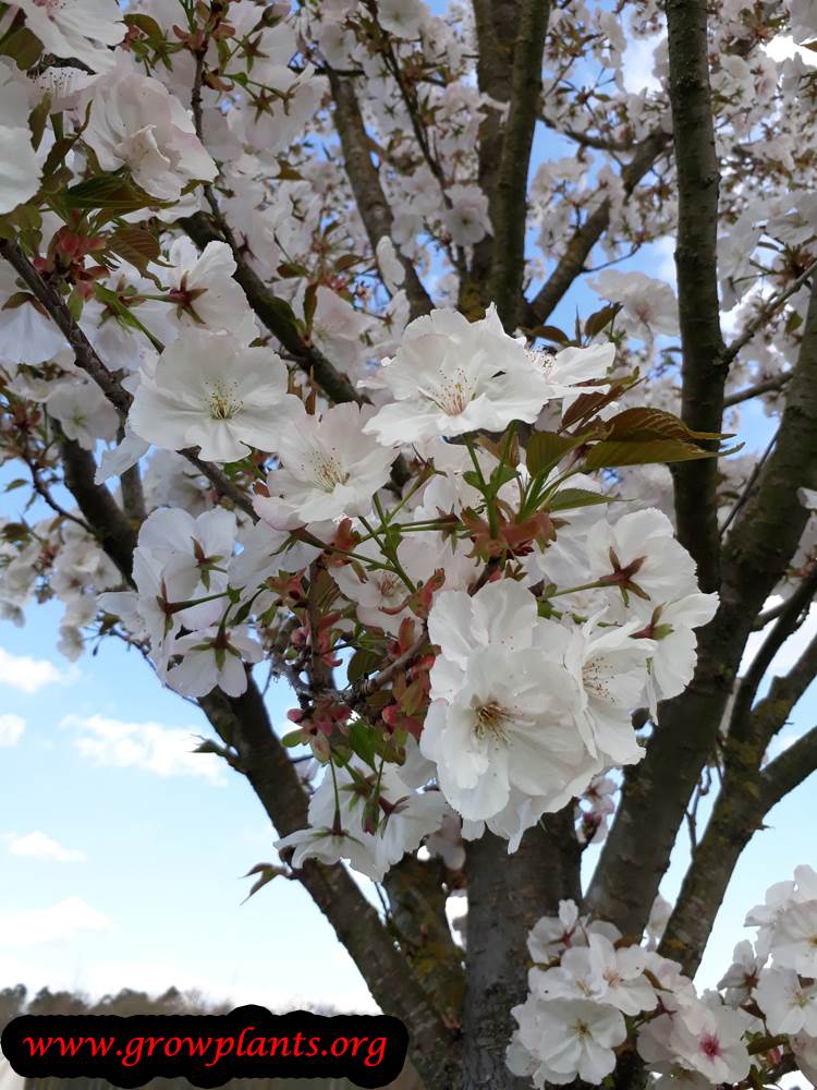 Prunus serrulata amanogawa flowers