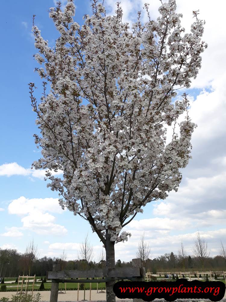 Prunus serrulata amanogawa tree