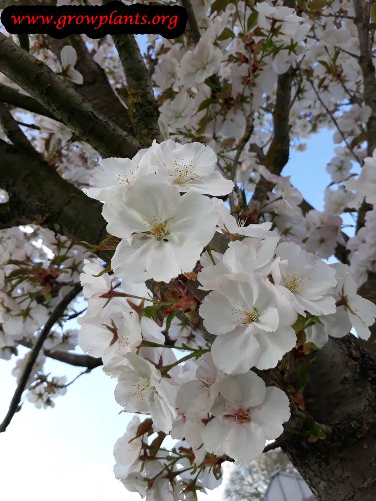 Prunus serrulata amanogawa tree care