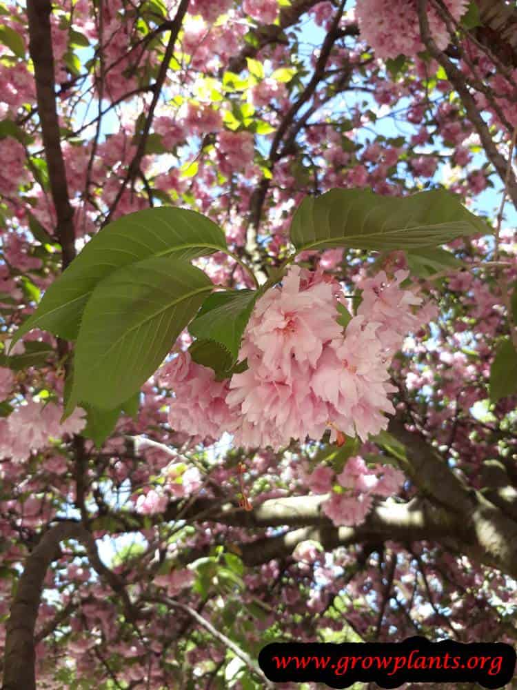 Prunus serrulata Kanzan