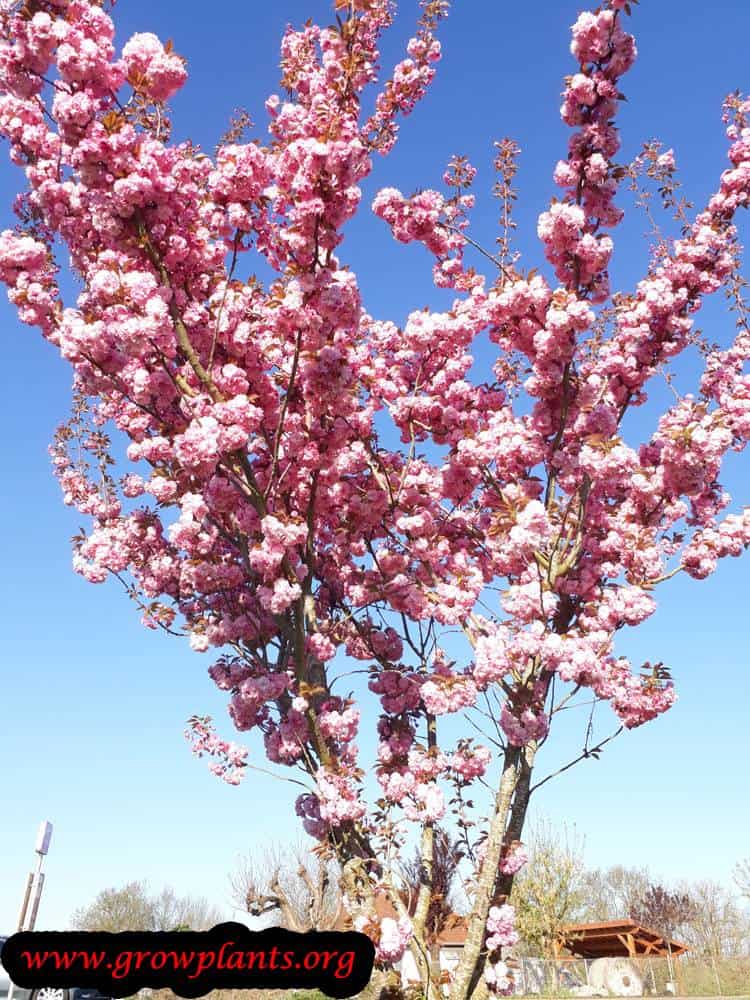 Prunus serrulata Kanzan flowers