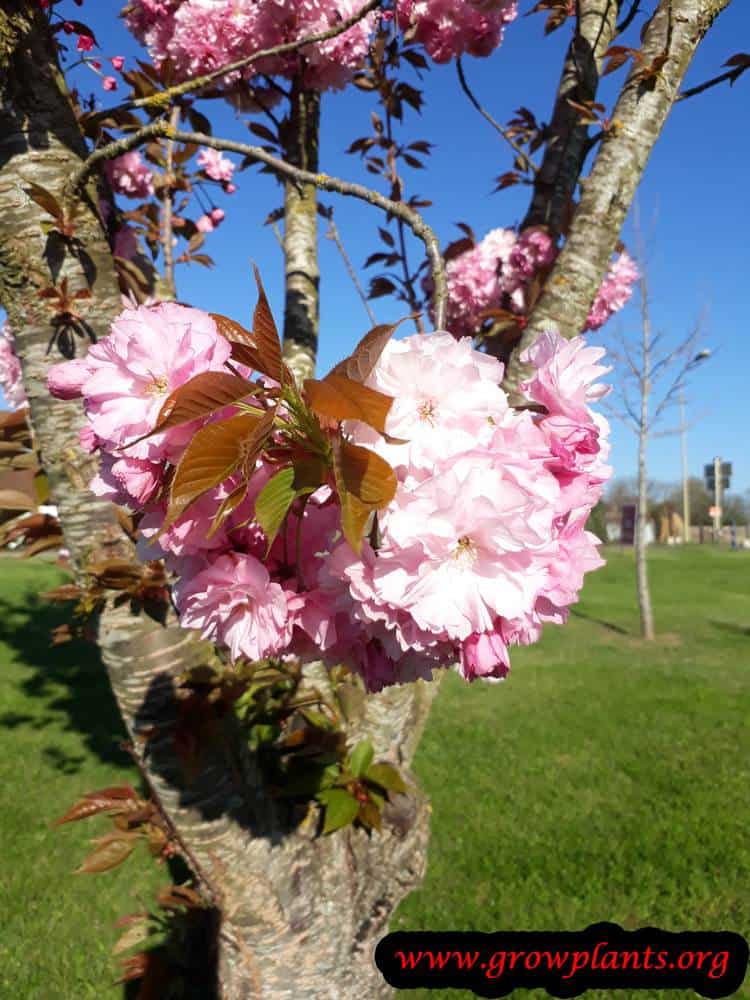 Growing Prunus serrulata Kanzan