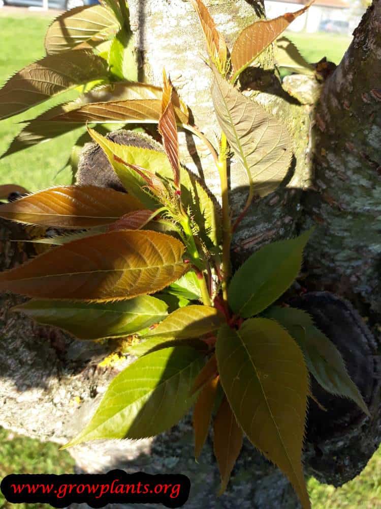 Prunus serrulata Kanzan leaves