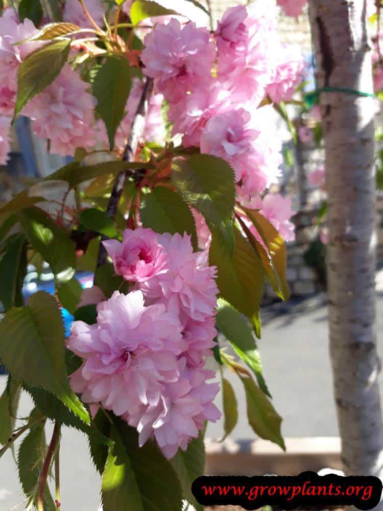 Prunus serrulata Kanzan plant care