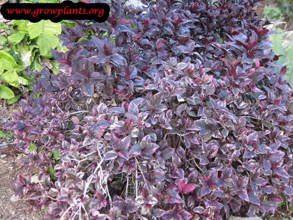 pseuderanthemum atropurpureum