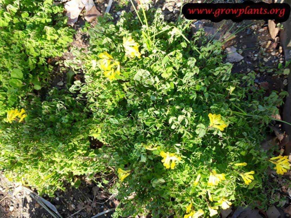 Pseudofumaria lutea