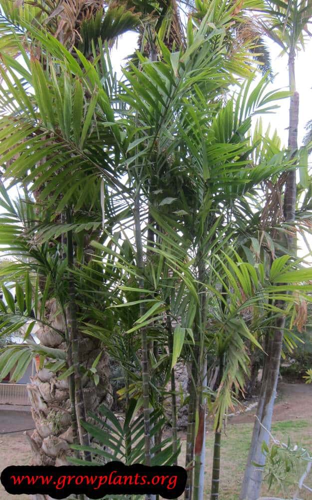 Ptychosperma macarthurii