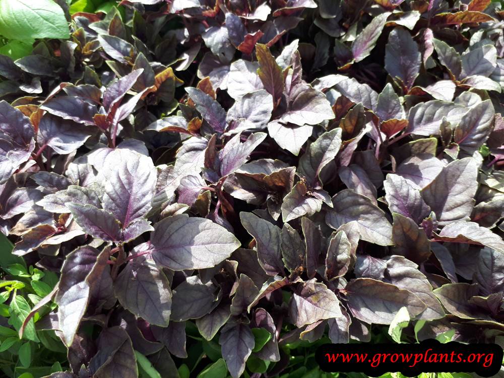 Purple basil