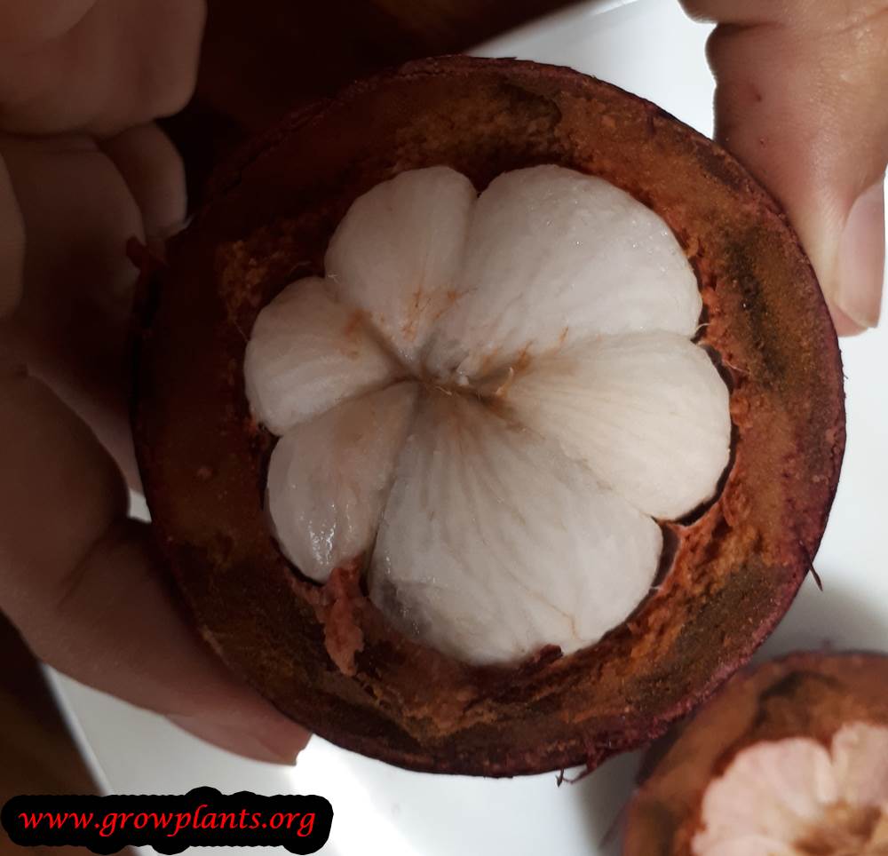 Purple mangosteen tree care