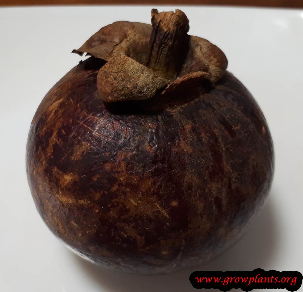 Purple mangosteen tree from seeds