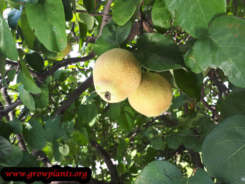 Quince tree How to grow & care
