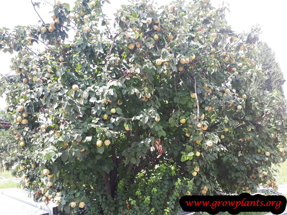 Quince tree How to grow & care