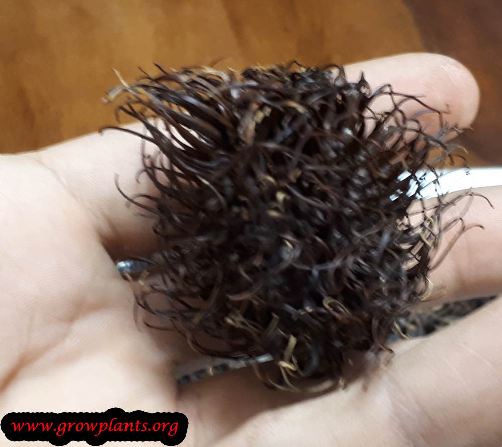 Rambutan tree - How to grow & care