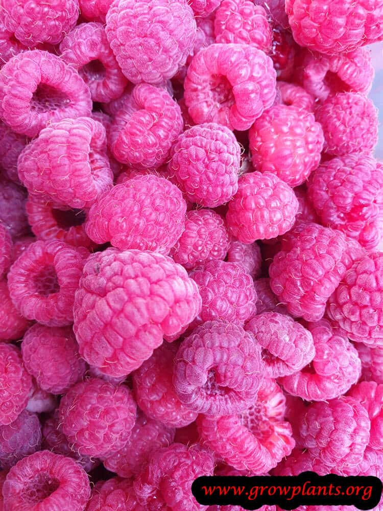 Raspberry plant care